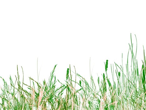青草,芦苇,白色背景,背景