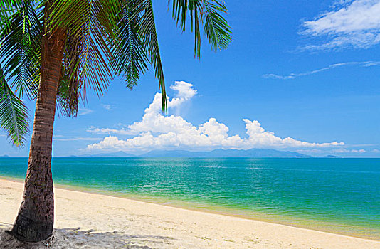 海滩,椰树,海洋,苏梅岛,泰国