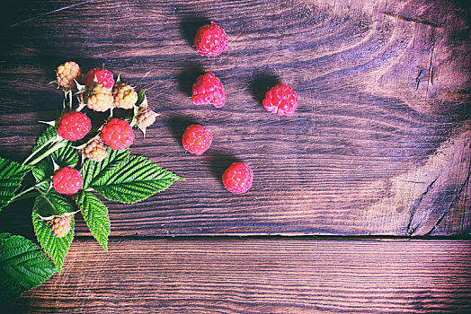枝条,成熟,不熟,树莓