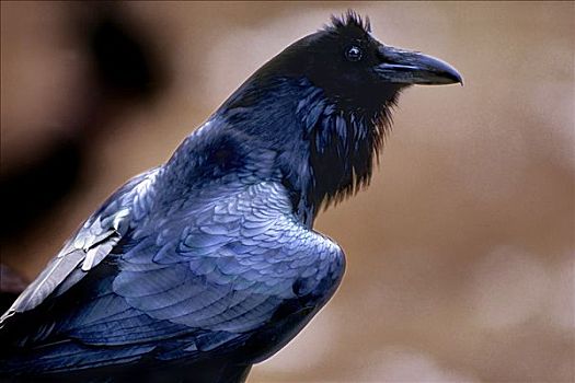 暮色森林乌鸦羽毛图片