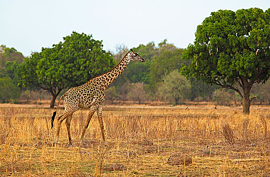 长颈鹿,走,干燥,草原,南卢安瓜国家公园,赞比亚,非洲