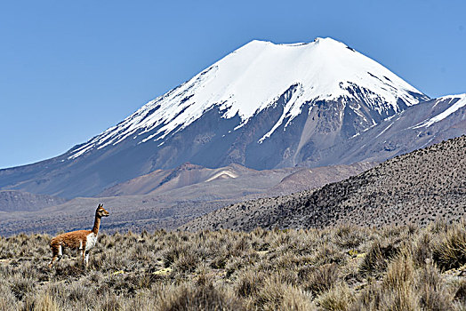 积雪,火山,原驼,国家公园,玻利维亚,边界,智利