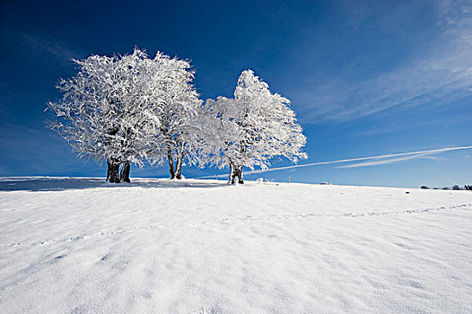 积雪,山毛榉,山,布赖施高,黑森林,巴登符腾堡,德国,欧洲