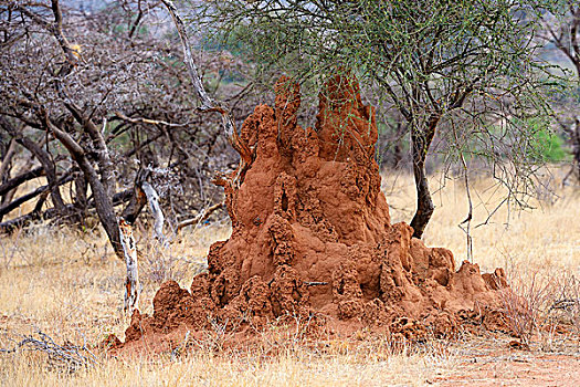 白蚁,刺,灌木,大草原,萨布鲁国家公园,肯尼亚,非洲