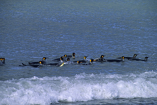 南极,南乔治亚,索尔兹伯里平原,帝企鹅,游泳,水中,海滩