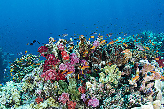 金拟花鲈,不同,珊瑚礁,斐济,橙色,紫色