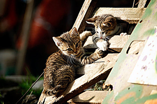 两个,小猫,玩,木质,大门,乡村