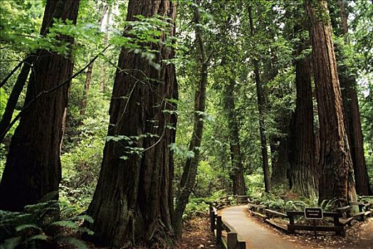 加利福尼亚,穆尔国家森林纪念地,小路,红杉,小树林