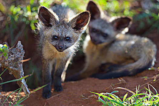 幼兽,大耳狐,洞穴,查沃,肯尼亚,非洲