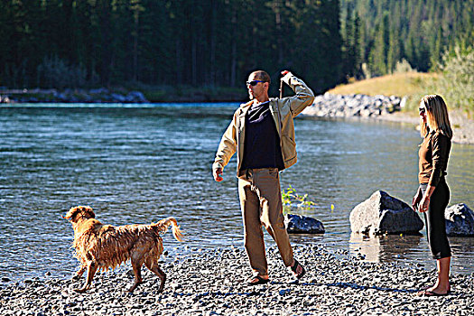 年轻,夫妇,金毛猎犬,狗,玩,取回,棍,弓河,艾伯塔省,加拿大