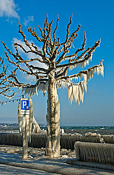 树,涂层,粗厚,层次,冰,散步场所,日内瓦湖,日内瓦州,瑞士,欧洲