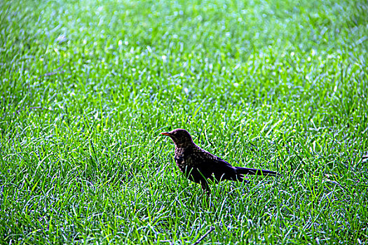站在草地上的小鸟
