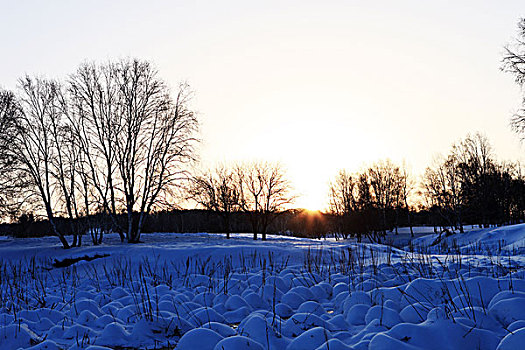 冬季草原树林雪景