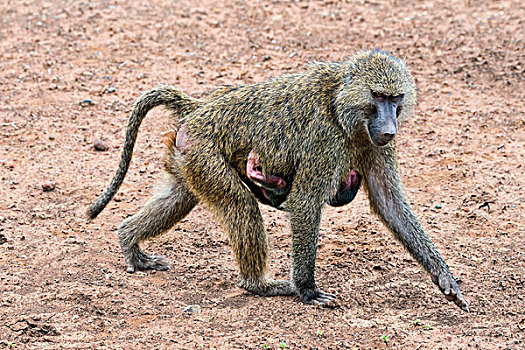狒狒,东非狒狒,幼仔,阿鲁沙,国家公园,坦桑尼亚,非洲