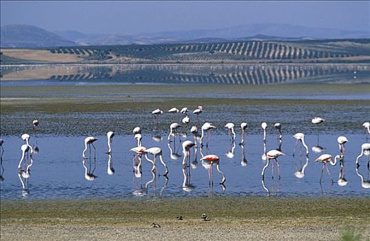 火烈鸟,泻湖,省,安达卢西亚,西班牙