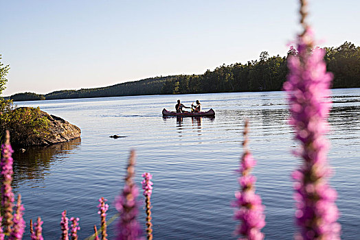 情侣,桨轮船,湖,南方,瑞典