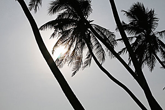 剪影,棕榈树,天空
