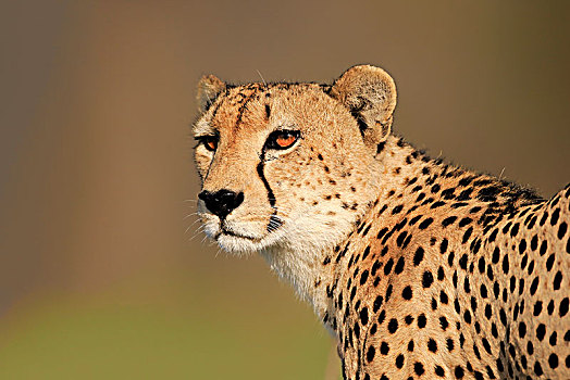 印度豹,猎豹,成年,动物,警惕,沙子,禁猎区,克鲁格国家公园,南非,非洲