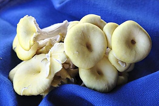 黄色,蘑菇,蓝色背景,布