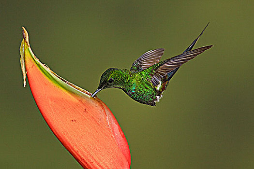 绿色,进食,花,飞,住宿,西南方,厄瓜多尔