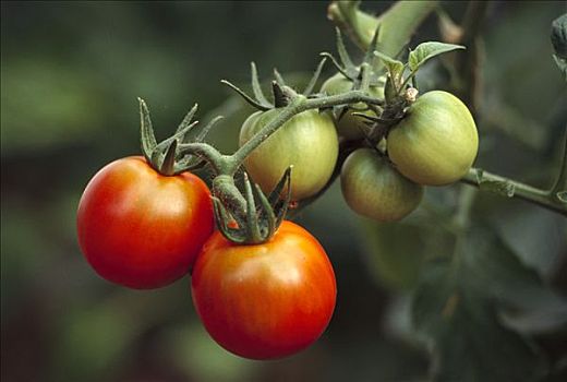 西红柿,番茄,水果,成熟,藤蔓,全球,驯养