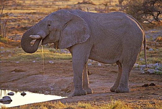 一个,大象,非洲象,水坑,埃托沙国家公园,纳米比亚