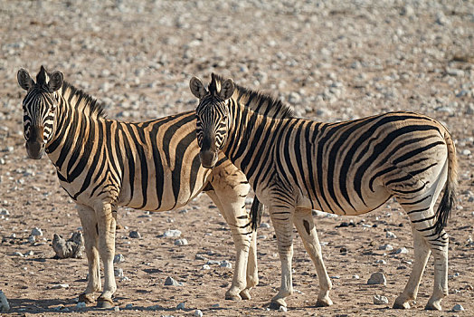 斑马,马,埃托沙国家公园,区域,纳米比亚,非洲