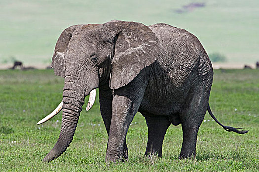 非洲,坦桑尼亚,大象,恩戈罗恩戈罗火山口,恩戈罗恩戈罗,保护区