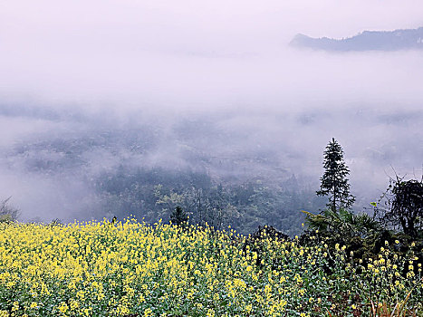 烟雨朦朦