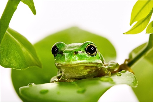 小,绿树蛙,坐,叶子