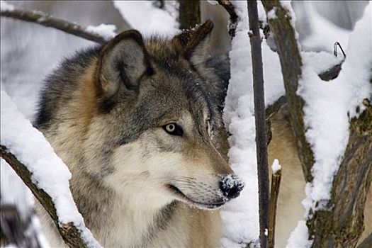 特写,灰狼,阿拉斯加野生动物保护中心,阿拉斯加,冬天
