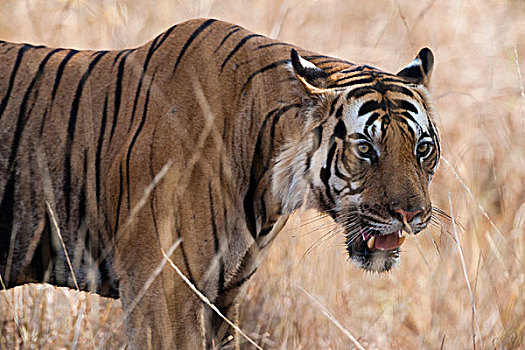 孟加拉虎,虎,班德哈维夫国家公园,印度