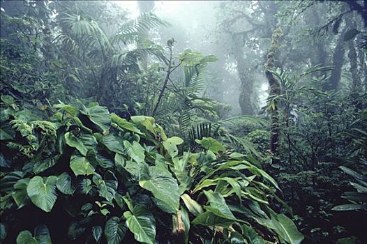 雨林,室内,蒙特维多云雾森林自然保护区,哥斯达黎加