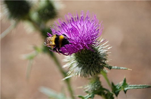 大黄蜂,寻找,花蜜,蓟属植物