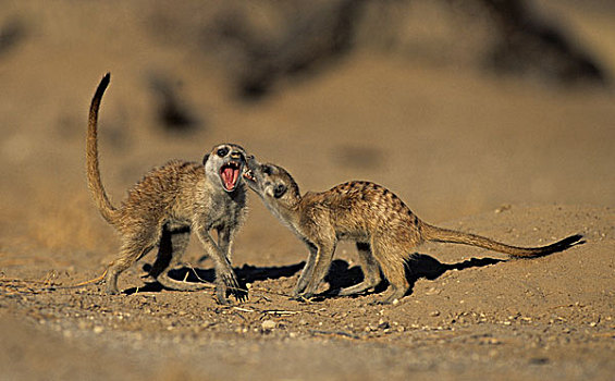 蒙哥,细尾獴属,打闹,卡拉哈迪大羚羊国家公园,卡拉哈里沙漠,南非,非洲