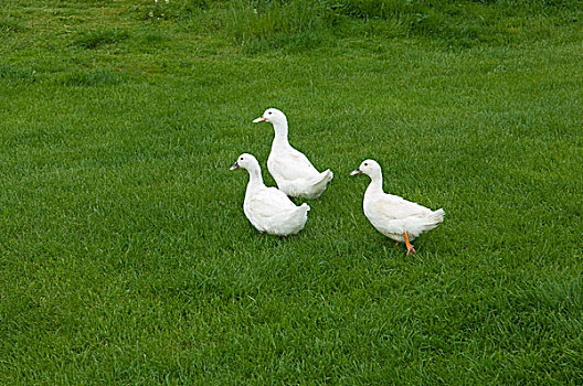 三个,鸭子,草地