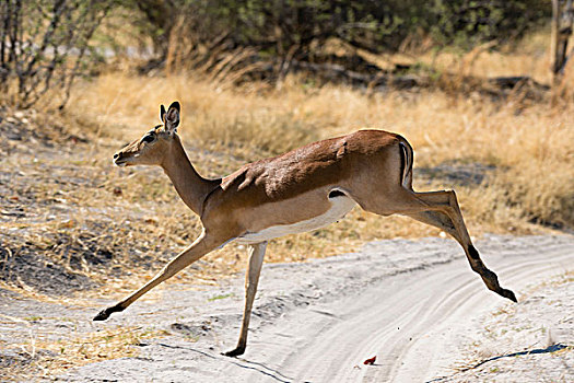 黑斑羚,奥卡万戈三角洲,博茨瓦纳,非洲
