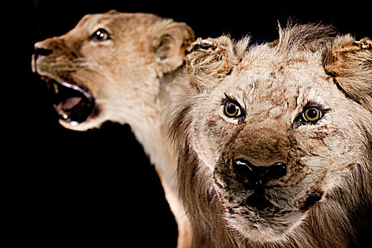 动物剥制标本,狮子