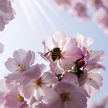 黄蜂,日本,樱桃树
