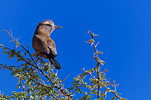 紫胸佛法僧鸟,佛法僧属,成年,坐,上面,树,卡拉哈迪大羚羊国家公园,北开普,南非,非洲
