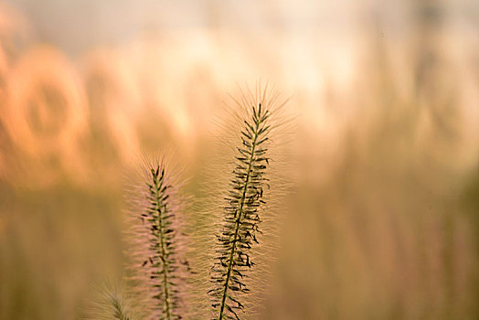 梦幻草丛