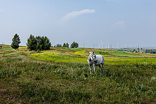 牧马牧场