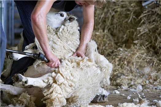 年轻,农民,剪羊毛,绵羊,毛织品,谷仓