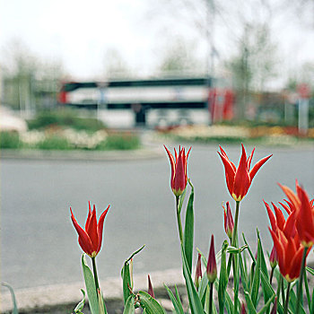 花,城市,春天