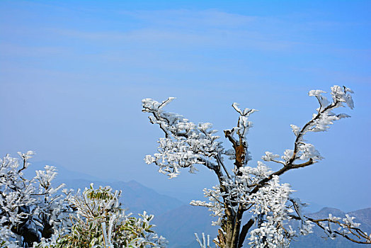 晴空下的雪松与湛蓝的天空