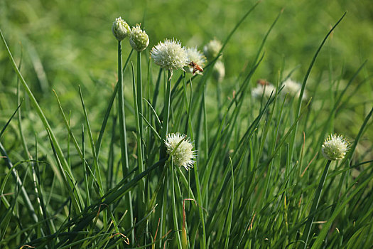 大葱开花