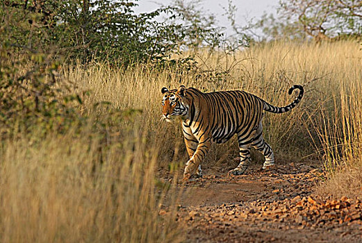 虎,走,高,草,伦滕波尔国家公园,拉贾斯坦邦,印度,亚洲