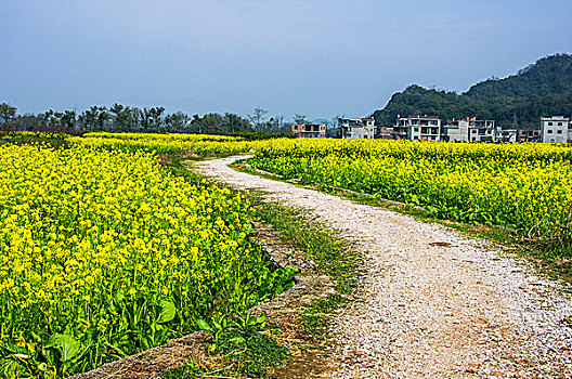 乡村小路