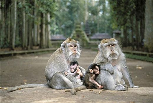 印度尼西亚,巴厘岛,猴子,树林,庙宇,两个,水泥,幼仔