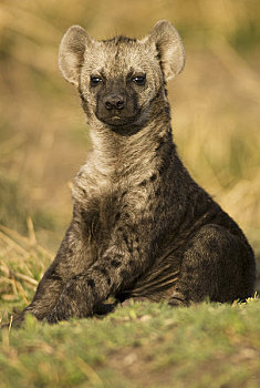 鬣狗,幼兽,马赛马拉,肯尼亚,非洲